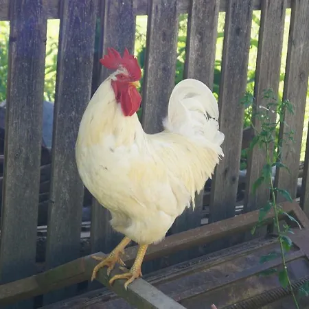 Auf Einem Richtigen Bauernhof *