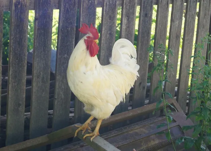 Auf Einem Richtigen Bauernhof *